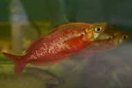 Lachsroter Regenbogenfisch *
