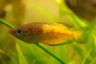 Gelber Parkinson Regenbogenfisch