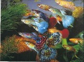 Guppy 