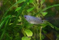 Fadenfisch blau