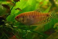 Fadenfisch gold *