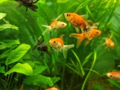 Oranda
