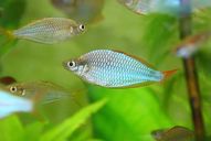Diamant-Regenbogenfisch 