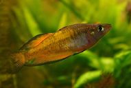 Roter Parkinson Regenbogenfisch *