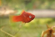 Platy rot *