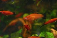 Schwertträger rot