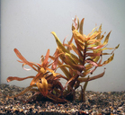 Ammania gracilis 