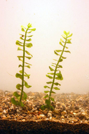 Bacopa caroliniana 24 ° 