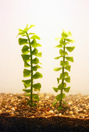 Bacopa monniera 30 ° 