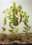 Ceratophyllum demensu