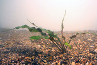 Cryptocoryne - affinis *