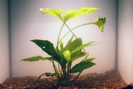 Cryptocoryne möhlmannii *