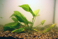Cryptocoryne pontederifolia