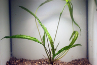 Cryptocoryne balansae *