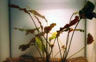 Cryptocoryne blassii