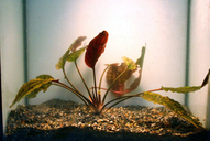 Cryptocoryne cordata *