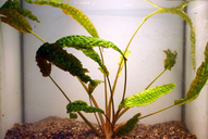 Cryptocoryne hudoroi *