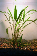 Cryptocoryne willissii