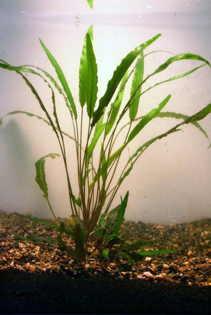 Cryptocotyne Willissii