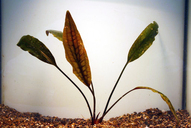 Cryptocoryne rosan. ohne rote Nerven