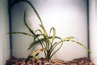 Cryptocoryne spiralis