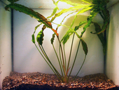 Cryptocoryne usteriana