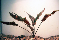 Cryptocoryne wendtii braun
