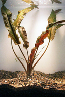 Cryptocoryne wendtii gigantea