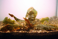 Cryptocoryne wendtii minima *