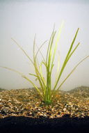Echinodorus angustifolius *