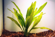 Echinodorus bleheri *