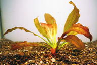 Echinodorus brillant