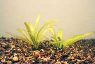 Echinodorus grisebachii *
