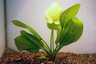 Echinodorus ovalis