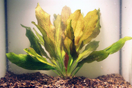 Echinodorus ozelot *