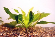 Echinodorus peruensis *