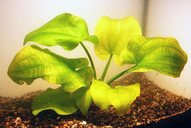 Echinodorus radicans minima