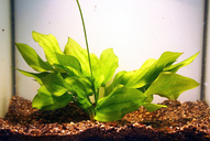 Echinodorus schlüteri