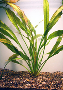 Echinodorus tanzende Feuerfeder