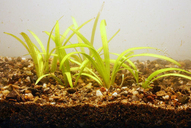 Echinodorus tenellus