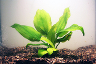 Echinodorus tomasi