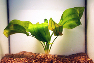 Echinodorus tunicatus 