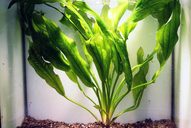 Echinodorus viridis
