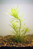 Heteranthera zosterifolia
