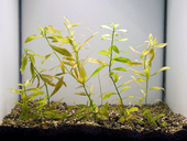 Hygrophilia polysperma