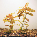 Hygrophilia polysp. rosanervis
