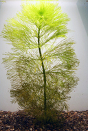 Limnophila aquatica