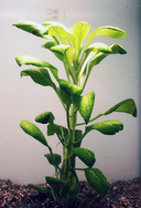 Lobelia cardinalis