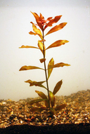 Ludwigia