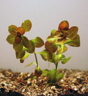 Ludwigia mescana